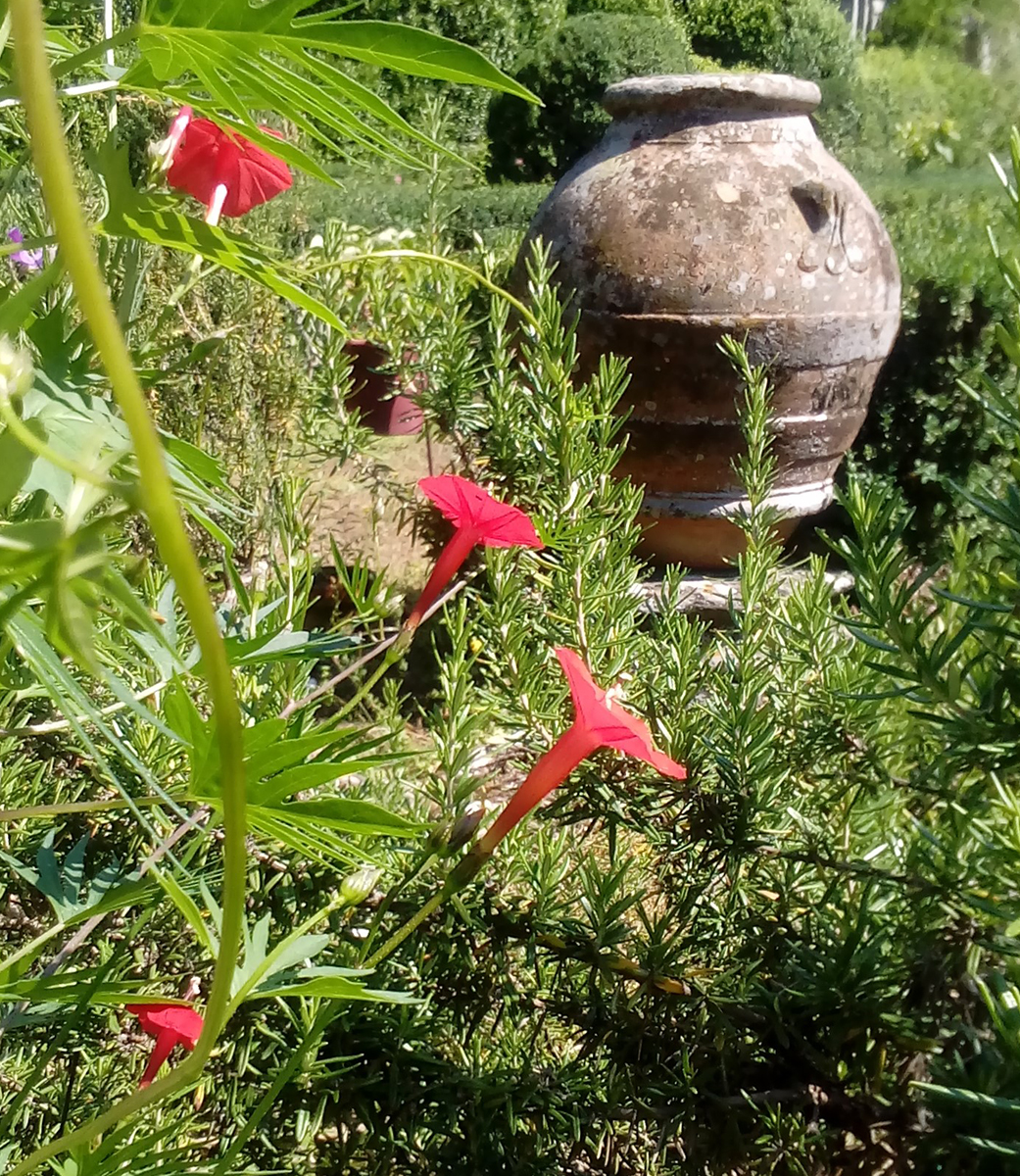 ipomea, ipomoea Cardinal fiore rosso