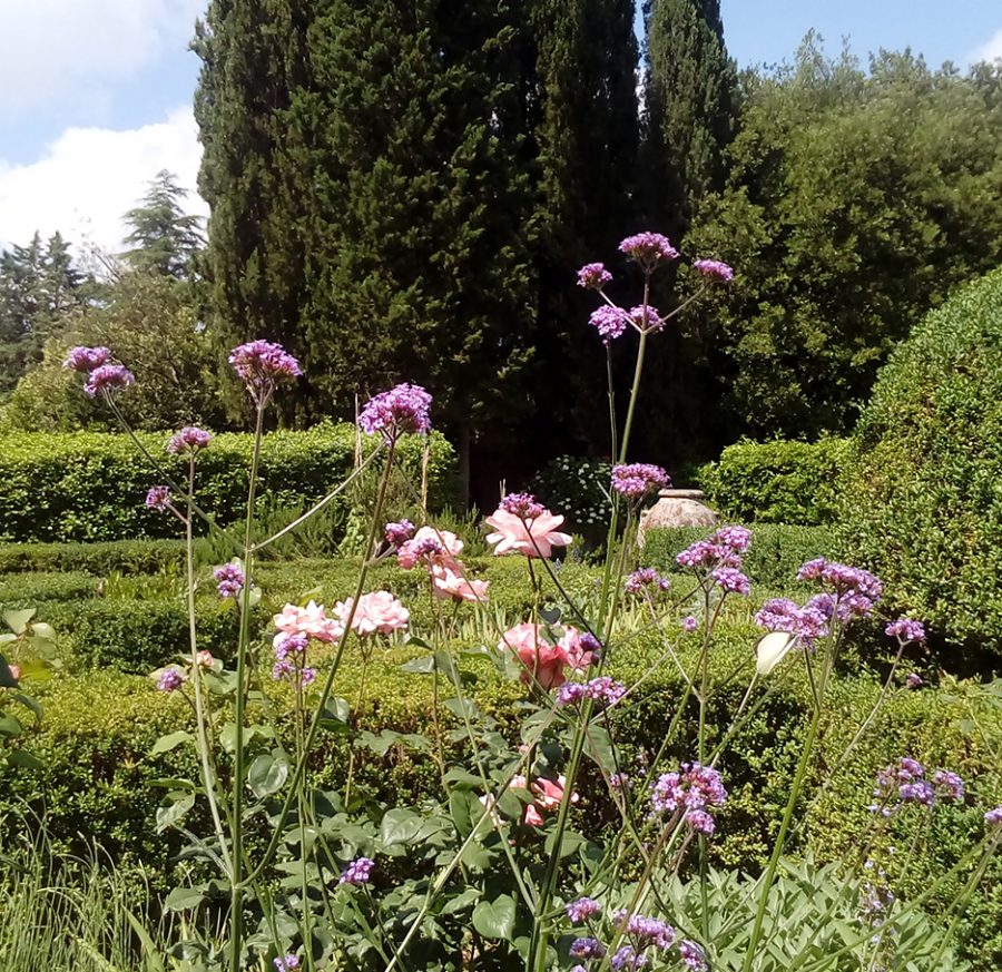 Verbena bonariensis, giardino storico Firenze